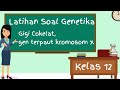 Gigi Coklat Gen Dominan Terpaut Kromosom X | Latihan Soal Genetika