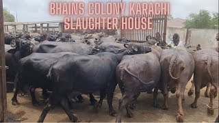 Bhains Colony Karachi Slaughter house Gate Open 999 buffalos #animalslover #cattle #buffalo #cattle