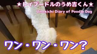 ワン・ワン・ワン！★トイプードルのうめ吉くん（203日目)★| Umekichi Diary of Poodle Dog