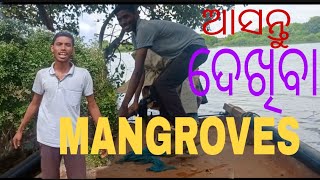 ଆସନ୍ତୁ ଦେଖିବା MANGROVES#mangroves /Rakesh Life Style