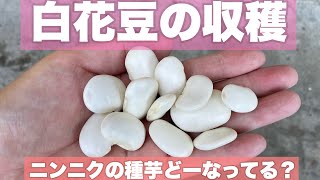 白花豆の収穫