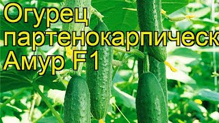 Огурец партенокарпический Амур. Краткий обзор, описание характеристик cucumis sativus