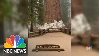 Inside Race To Save World’s Largest Tree From Wildfire