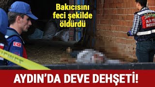 Aydın'da Kinli Deve Dehşeti! Bakıcısını Feci Şekilde Öldürdü