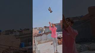 bacha lia 😣 #youtubeshort #kabootar #pigeon #birds  #pigeonlove #pigeonbird #lashlaypetshorts