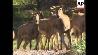 USA: VIRGINIA: RARE BREED OF CHINESE DEER IS REINTRODUCED TO WILD