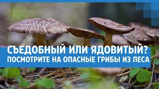 Съедобный или ядовитый? Посмотрите на опасные грибы из леса| NGS.RU