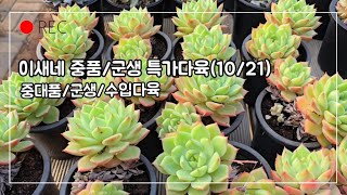 이새네 중품/군생 특가다육 (10/21) 44종~♡넘나 이뻐 놀랄준비 하고 클릭!! ㅋ 착하기도 하지요^^