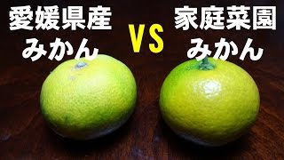 【みかん 食べ比べ】愛媛産 vs 庭栽培