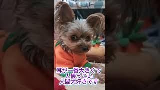 ぼくJewel🐶よろしくね！