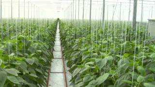 Greenhouse Fuel Switch & Energy Efficiency Offset Project