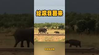 牛媽媽著急的罵小牛，你這個兔崽子給我滾回來 #animals #動物 #wildanimals #nature #wildlife #哗啦啦动物 #animal #嘩啦啦動物 #野生动物