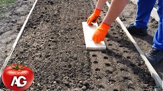 A SIMPLE BUT AT THE SAME TIME INGENIOUS WAY OF SOWING ONIONS