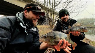 Insane 20 min Perch Fishing!!!