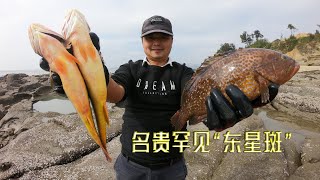 6个猪肺打窝土龙坑，擒获罕见的东星斑，一条就够本越大越值钱