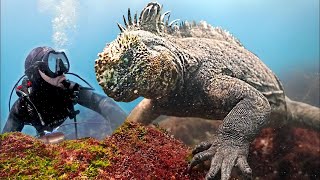 Létezik a GODZILLA gyík | Ismeretterjesztő videók a vadonról | Brave Wilderness Magyar