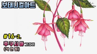 후크시아(Fuchsia/푸크시아) 색연필 꽃그리기 | 보태니컬아트 꽃그림배우기