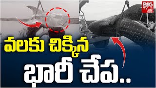 Big Fish at Machilipatnam Beach : వలకు చిక్కిన భారీ చేప | Vijayawada | BIG TV