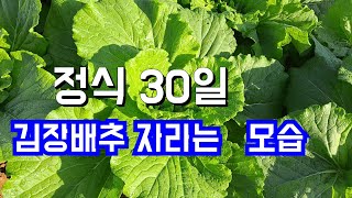 정식 한지 30일차 김장배추