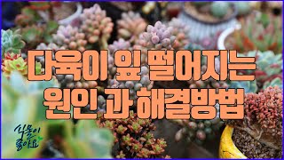 다육이 잎 자주 떨어지는 원인과 해결 방법 그리고 어떤 품종이 잘 떨어지는지 알아보기