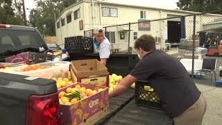 Local teens gleaning fruit from trees for those in need