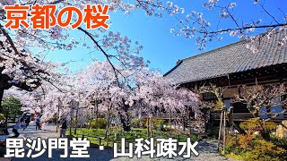 【山科・毘沙門堂の桜】毘沙門堂・山科疎水の桜ってどんな感じ？ Kyoto,Cherry blossom