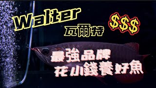 【樂魚愉人水族】Walter•瓦爾特 最強品牌 最高CP 平價入手 輕鬆養魚。 #樂魚愉人水族 #水族館 #紅龍 #龍魚 #血紅龍 #大型魚 #