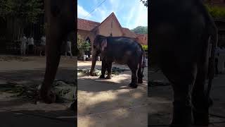 බලන්න අන්තිමට එයා මොකක්ද කරන දේ😍😍| elephant | elephant video | trending | sri lanka | viral #shorts