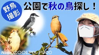 Cute shrike - Bird Watching Vlog / Nikon COOLPIX P900