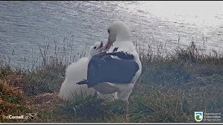 Royal Albatross ~ LGL Arrives To Feed Lunch To Her Hungry Daughter! Beautiful Closeups! 💕 5.8.21