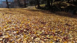 長瀬　国津神社（三重県名張市）　銀杏の葉が落ちた感じ（紅葉）