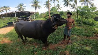 BUFFALO FARMING FOR REAPING LARGE- KERALA ! kg ₹ 140 രൂപ