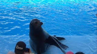 みんなに可愛くご挨拶するカリフォルニアアシカ　南知多ビーチランド　California sea lion greeting everyone