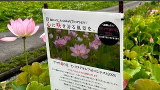 心に咲き誇る風景を。「夢前 蓮の花苑」【兵庫県姫路市】