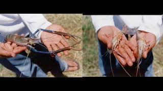 Basic Biology of Giant Freshwater Prawn