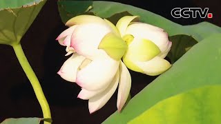 惊艳！延时摄影记录罕见并蒂莲花开瞬间 | CCTV