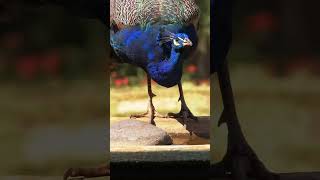 Peacock Drinking #shorts