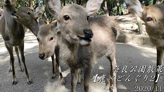 【鹿×どんぐり2】奈良公園散策2020/11【前編】