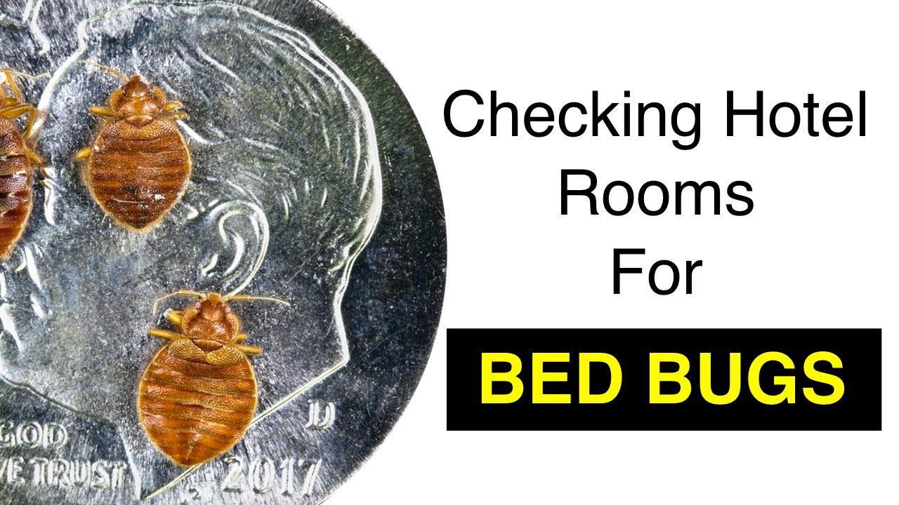 Checking Hotel Rooms For Bed Bugs - YouTube