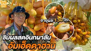 ชิมผลสดอินทผาลัมอัมเอ็ดดาฮาน 130 วัน | UptoDad DIY