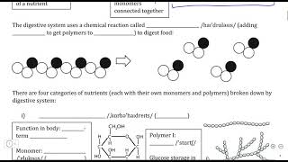 Digestive System, Background I - Monomers vs Polymers