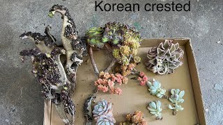 ❤️ Korean succulents: aeomium crested, echeveria Lauii, Madiba, cotyledon orbicata, Sedeveria Rolly