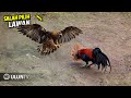 Surprise everyone! This is what happens when a chicken fights an eagle. TOP35 CHICKEN FIGHT