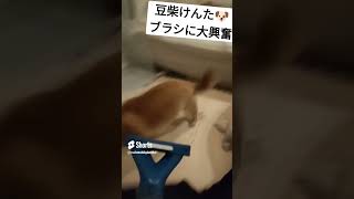 【大興奮】豆柴けんた、苦手なブラッシング🐶 再アップ #チビ柴 #柴犬 #豆柴