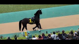 2022/10/22 東京第9R アイビーステークスをチャンスザローゼスが優勝❗パドック、返し馬の様子