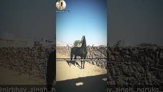 FULL DETAIL VIDEO OF STALLION PARSEAN OF 💥 RANSI 💥