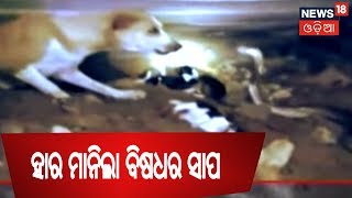 ମା ଆଗରେ ହାର ମାନିଲା ବିଷଧର ସାପ , Video ହେଲା Viral | FOCUS POINT