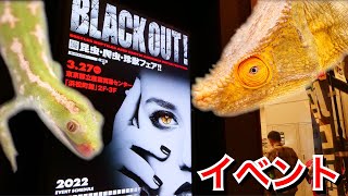 関東最大級の爬虫類イベントBlack Out東京に行ってきました！