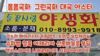 의정부 들꽃사랑야생화 #폼폼국화 #그린국화 #마삭 #텍사스세이지 #분홍설화 털도끼와드레곤