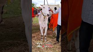 ಕಿಲಾರಿ ಹಾಲಲ್ಲಿ ಹೋರಿ || khillar konda #cow #bailgadasharyat #trendingshorts #nad#bail